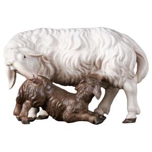 PA Pecora con agnello allattante