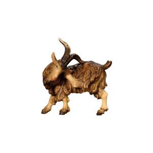 Billy goat scratching