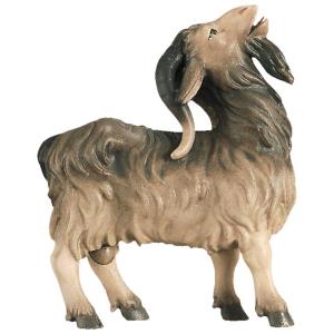 Male goat