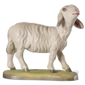 Pecora con testa alzata