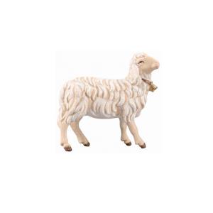 IN Sheep looking right