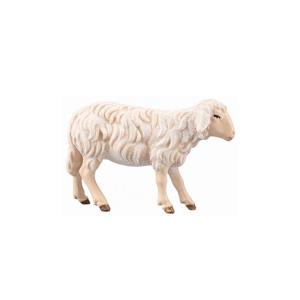 SI Sheep looking forward