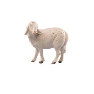 LI Sheep backwatching