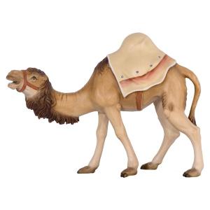 Camel