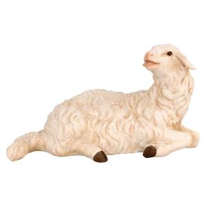 Lying Sheep