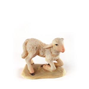 Sheep kneeling