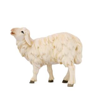 Sheep new standing