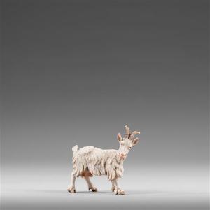 Ziege links schauend