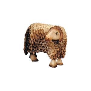 Sheep looking to one side