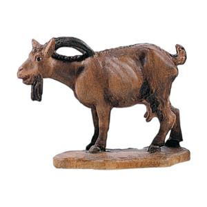 Capra con testa abbassata