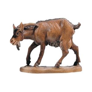 Capra con testa abbassata