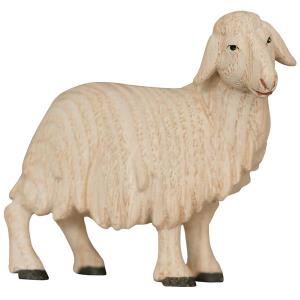 Sheep standing