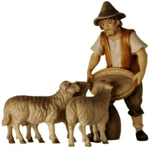 Pastore che alimenta 3 pecore