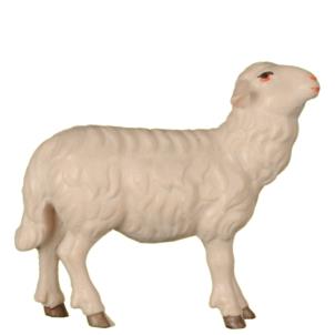 Sheep towards  Shepherd - straight