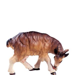 Nanny goat licking H.K.