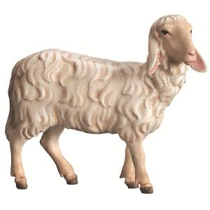 Sheep standing