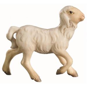 agnello che corre