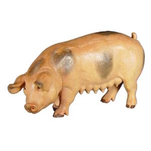 Pig
