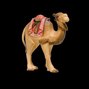 Camel