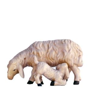 Pecora con agnello poppante