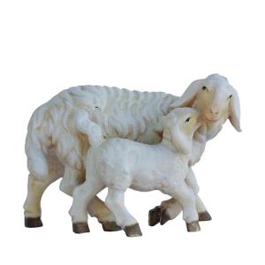 Sheep with lamb