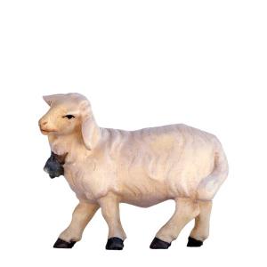 Sheep with bell