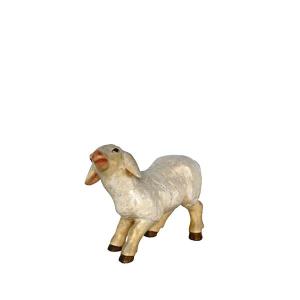 Lamb standing