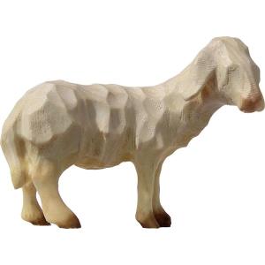 Sheep standing watching