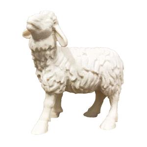 Sheep standing