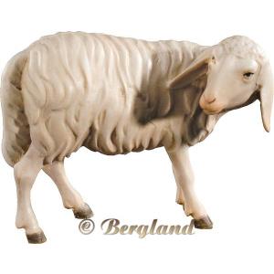 Sheep looking back (without base)