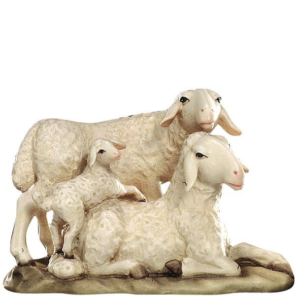 Gruppo di pecore con agnello - colorato