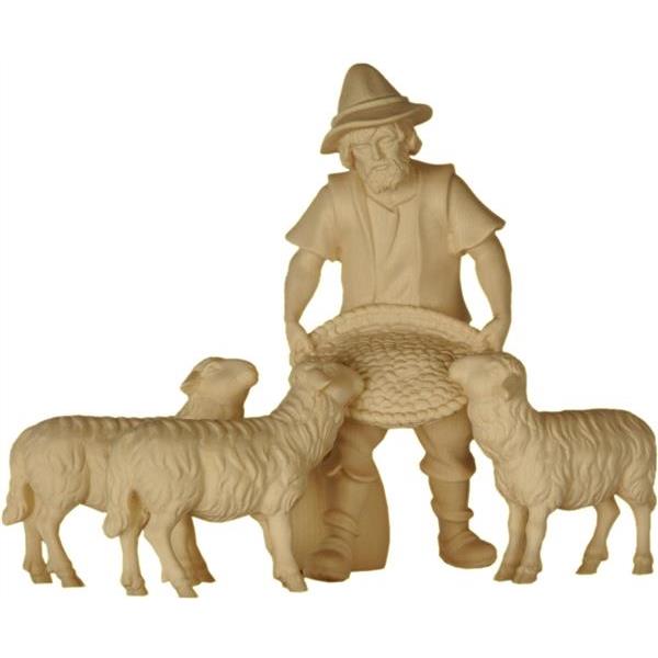Pastore che alimenta 3 pecore - naturale