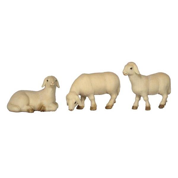 3 pecore - colorato